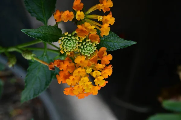 정원에 아름다운 오렌지 — 스톡 사진