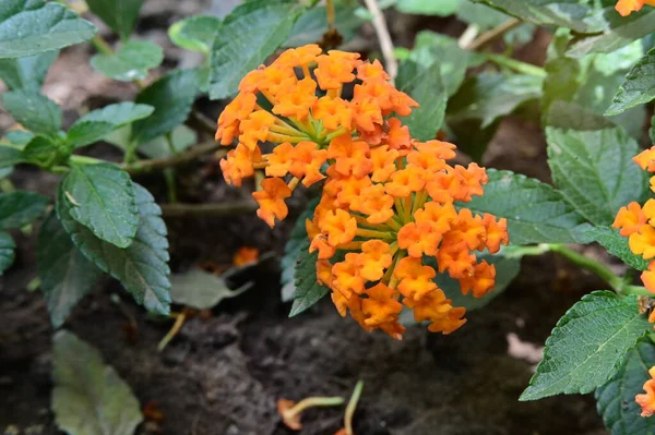Hermosas Flores Color Naranja Jardín —  Fotos de Stock