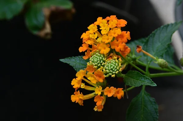 Hermosas Flores Color Naranja Jardín — Foto de Stock