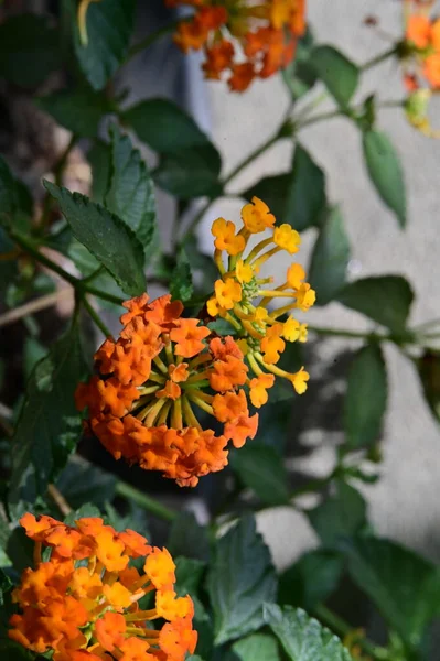 Belles Fleurs Oranges Dans Jardin — Photo