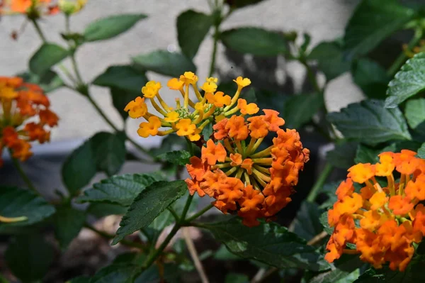 Belas Flores Laranja Jardim — Fotografia de Stock