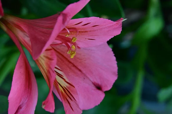 Gyönyörű Rózsaszín Liliom Virágok Kertben — Stock Fotó