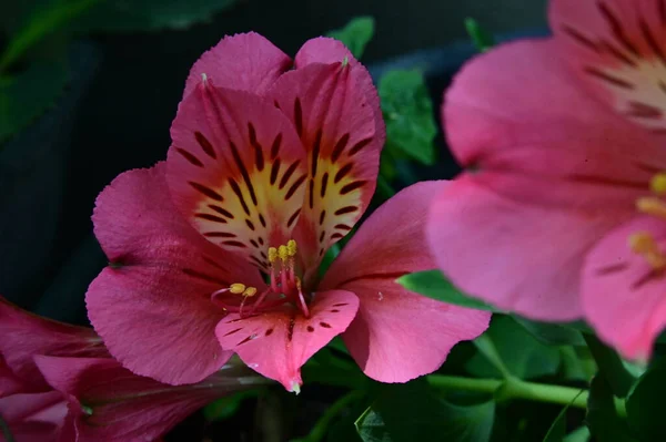 庭の美しいピンクのユリの花 — ストック写真