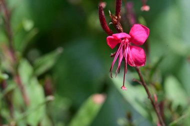 Bahçedeki güzel çiçek, kapat 