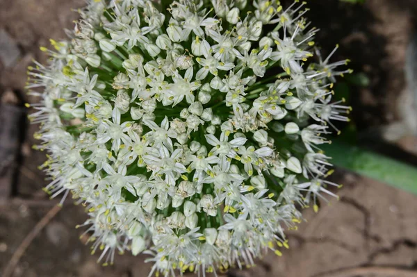 Vacker Blomma Trädgården Närbild — Stockfoto