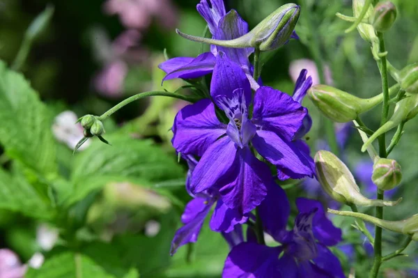 Vackra Blommor Trädgården Närbild — Stockfoto