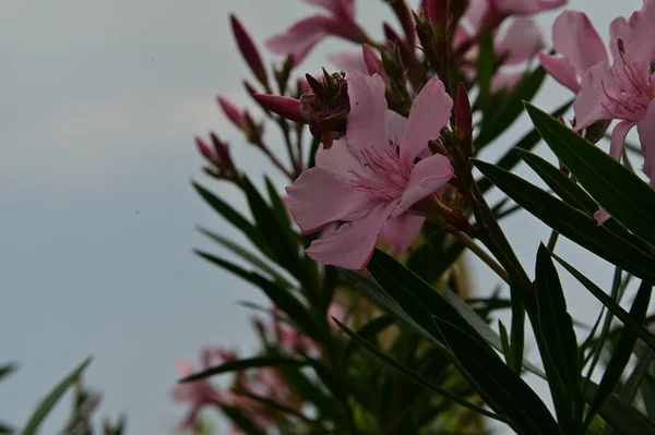 Gyönyörű Virágok Kertben Közelről — Stock Fotó