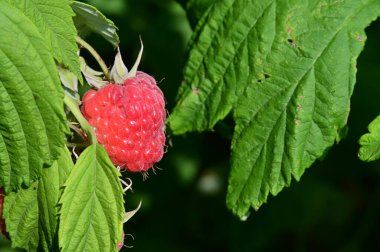 Bir ahududu bitkisine yakın.. 