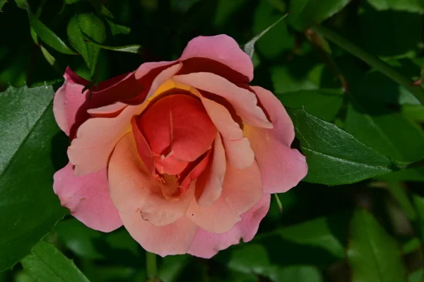 Hermosa Flor Rosa Jardín Cerca — Foto de Stock