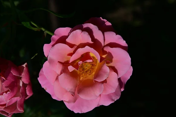 庭の美しいバラの花を閉じます — ストック写真