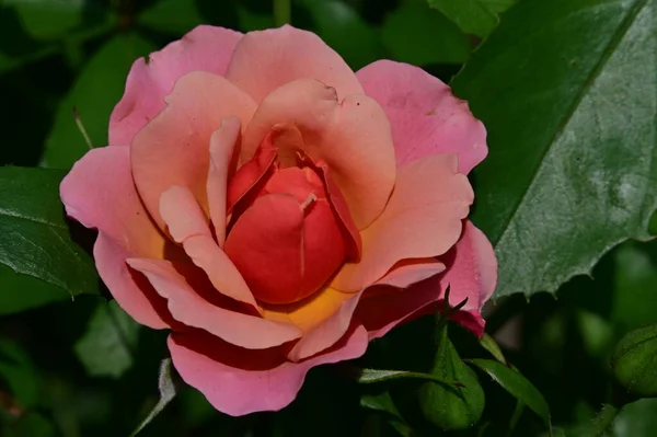 庭の美しいバラの花を閉じて — ストック写真