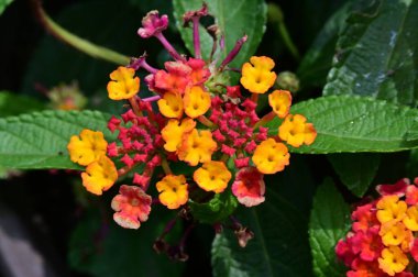 bahçede güzel çiçekler, yakın 