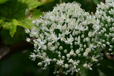 bahçede güzel çiçekler, yakın 