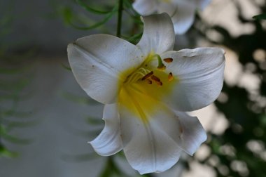 Bahçedeki güzel zambak çiçeği, kapat 