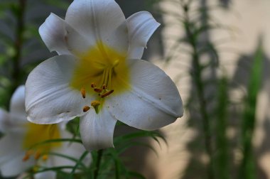 Bahçedeki güzel zambak çiçeği, kapat 