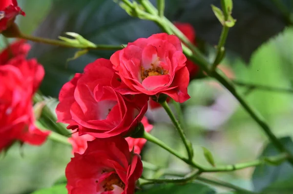 Piękne Róże Kwiaty Ogrodzie Zbliżenie — Zdjęcie stockowe
