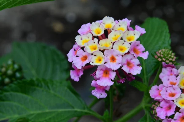 Hermosas Flores Jardín Cerca — Foto de Stock