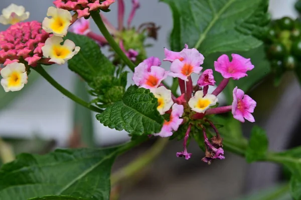 stock image beautiful   flowers  in the garden, close up 