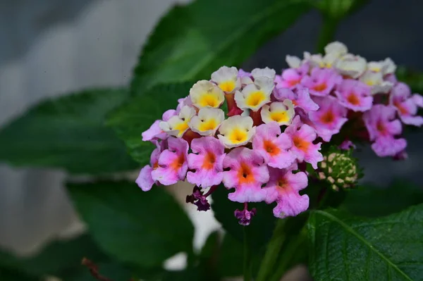 Belles Fleurs Dans Jardin Gros Plan — Photo
