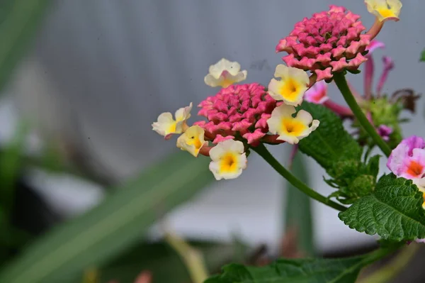 Vackra Blommor Trädgården Närbild — Stockfoto