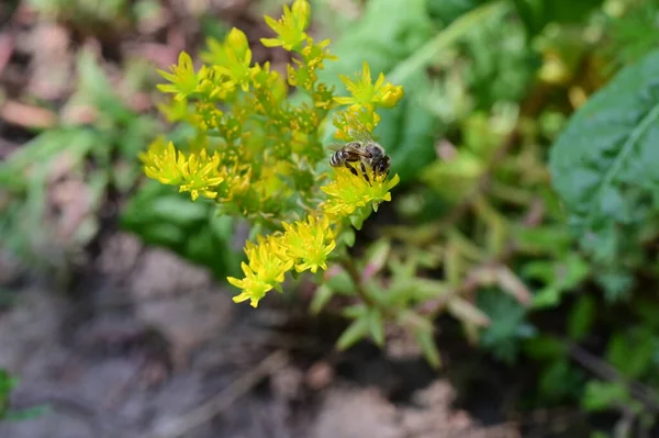 Pszczoła Pięknym Kwiatem Ogrodzie — Zdjęcie stockowe