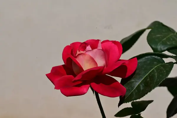 Vacker Ros Blomma Trädgården Närbild — Stockfoto