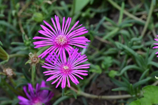 Bahçede Güzel Çiçekler Yakın — Stok fotoğraf
