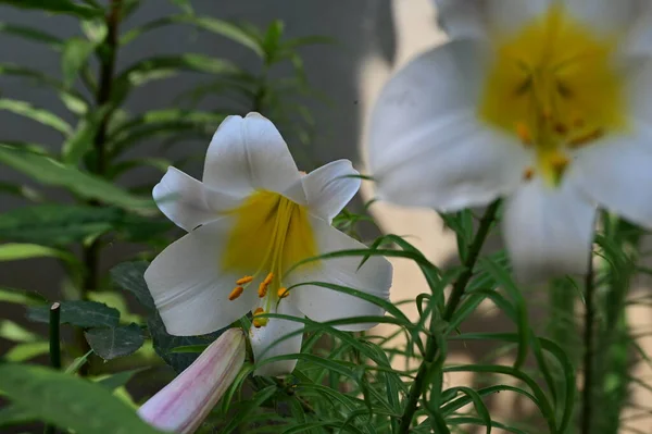 Hermosas Flores Lirios Brillantes Cerca — Foto de Stock