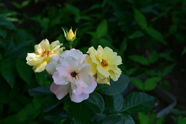 Krásné Růže Květiny Zahradě Zblízka — Stock fotografie
