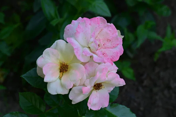 Hermosas Rosas Flores Jardín Cerca —  Fotos de Stock