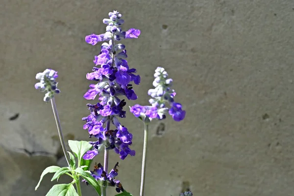 stock image beautiful flowers  in the garden 