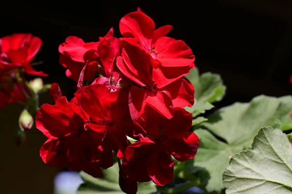 Hermosa Flor Jardín Cerca —  Fotos de Stock