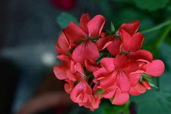 Hermosa Flor Jardín Cerca — Foto de Stock