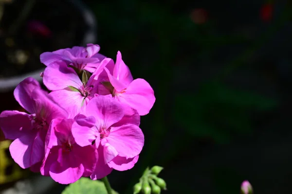 Belle Fleur Dans Jardin Gros Plan — Photo