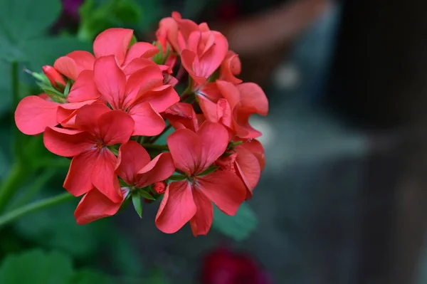 Piękny Kwiat Ogrodzie Zbliżenie — Zdjęcie stockowe