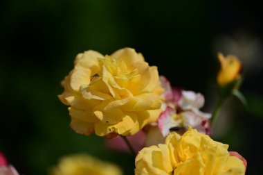 Güzel parlak güller, kapat 