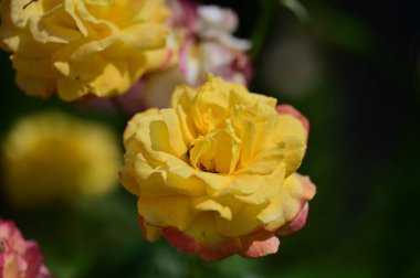 Güzel parlak güller, kapat 