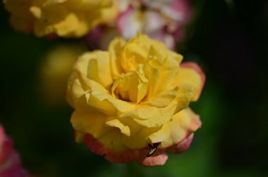 Güzel parlak güller, kapat 