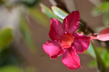 Bahçedeki güzel pembe çiçekler