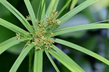 Açık havada yetişen yeşil bitkinin etrafını kapatın. 