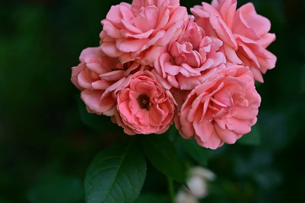 Hermosas Rosas Brillantes Flores Cerca — Foto de Stock