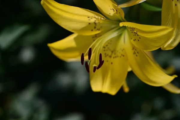 Красивый Цветок Лилии Саду Закрыть — стоковое фото