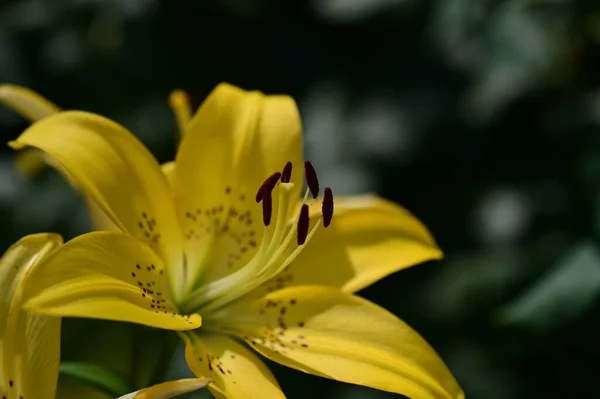 Beautiful Lily Flower Garden Close — Stock Photo, Image