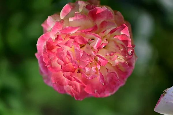 Schöne Rosenblüte Garten Aus Nächster Nähe — Stockfoto