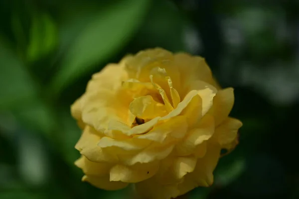 Krásný Růžový Květ Zahradě Zblízka — Stock fotografie