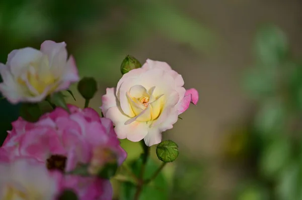 Piękne Jasne Róże Kwiaty Zbliżenie — Zdjęcie stockowe