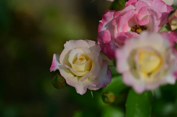 Bellissime Rose Luminose Fiori Vicino — Foto Stock