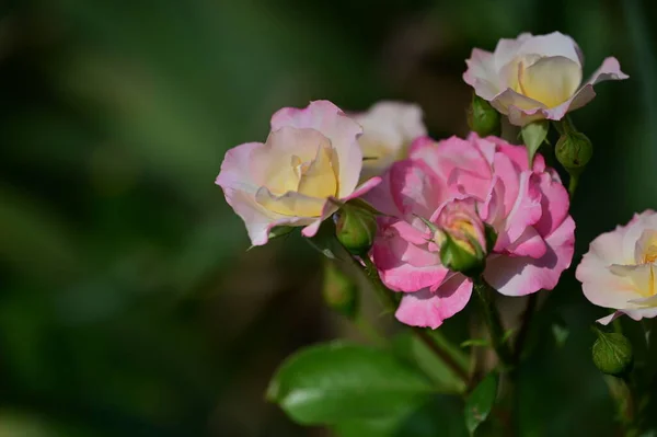 Gyönyörű Fényes Rózsa Virágok Közelről — Stock Fotó