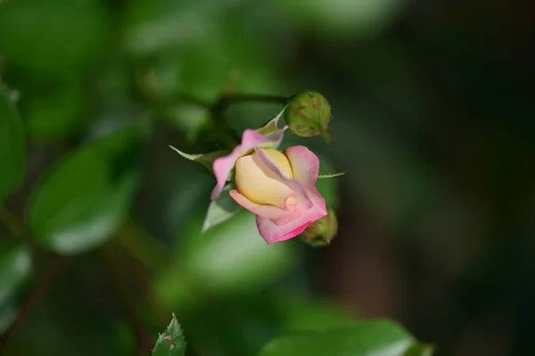 Bel Fiore Rosa Giardino Vicino — Foto Stock