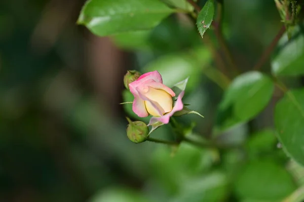 Krásný Růžový Květ Zahradě Zblízka — Stock fotografie